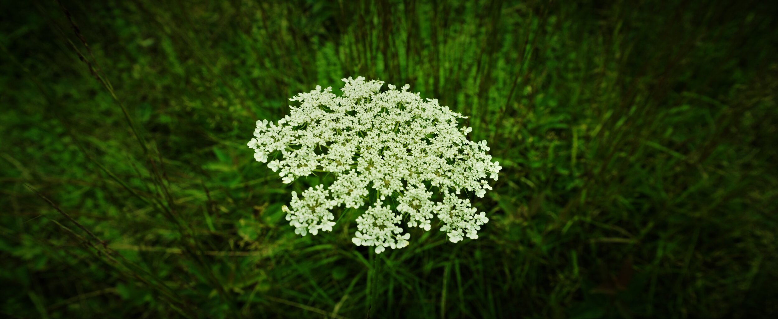 The Sip that Killed Socrates: Poison Hemlock - DrinkingFolk