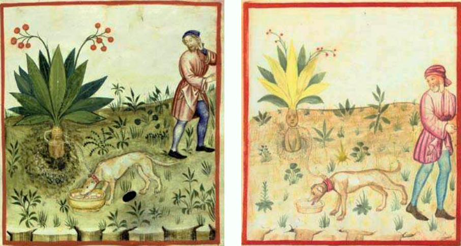 Witchcraft's Lost Potion: The Mysterious and Elusive Mandrake ...