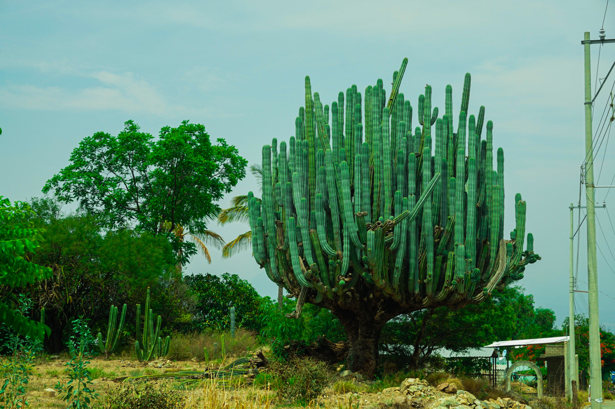 Cactus Wine for Kings Nochocle Production in the Tehuacán Valley